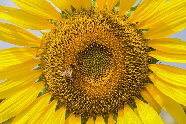 Nahaufnahme Sonnenblume und Arbeitsbiene Natur Hintergrund — Stockfoto