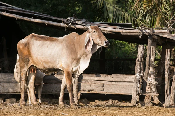 Mucche al pascolo su un prato verde in Thailandia — Foto Stock