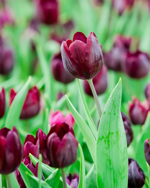 Vacker färg bukett tulpaner på våren — Stockfoto