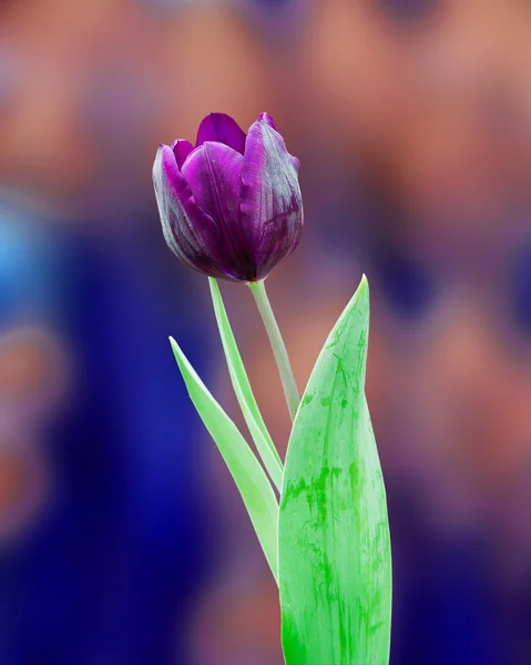 Beau bouquet de couleurs de tulipes au printemps — Photo