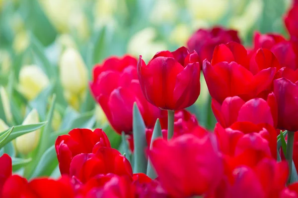 Vacker färg bukett tulpaner på våren — Stockfoto