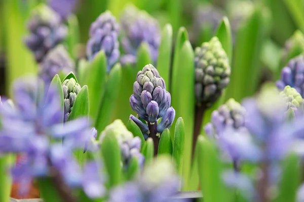 Güzel Blooming mor Muscari bahçede