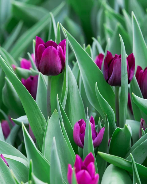 Schöne Farbe Bouquet von Tulpen im Frühling — Stockfoto