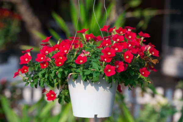 Flores rojas en maceta en el jardín — Foto de Stock