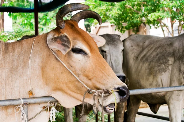Primo piano della vacca in fattoria in Thailandia — Foto Stock