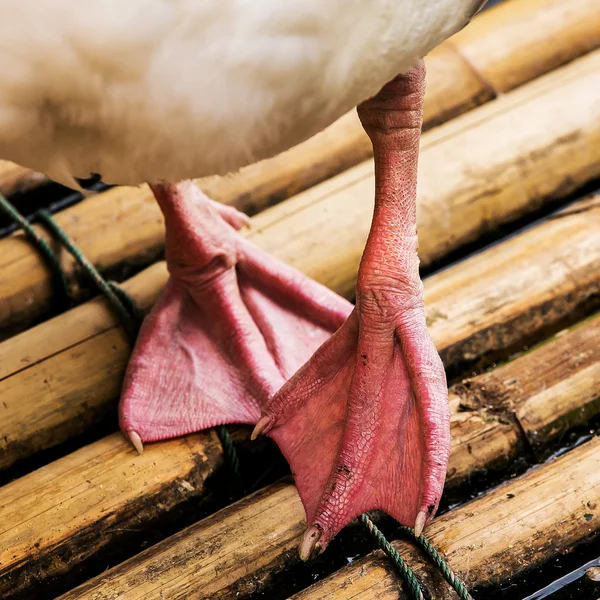 Pé Pomeranian Goose animal em jangada na natureza — Fotografia de Stock