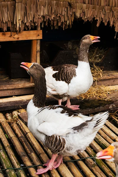 Pomeranian Goose animal em jangada na natureza — Fotografia de Stock