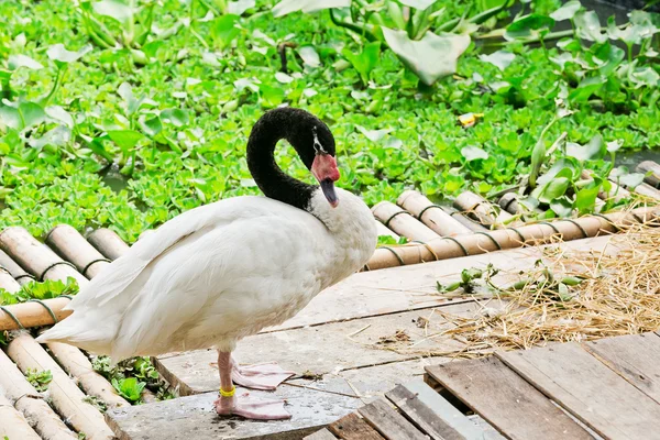 Fantastiska white och black swan fågel på flotte — Stockfoto