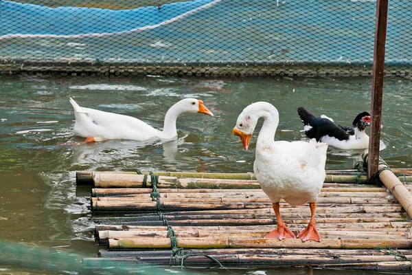 Weiße Gans schwimmt im Teich und steht auf dem Floß — Stockfoto