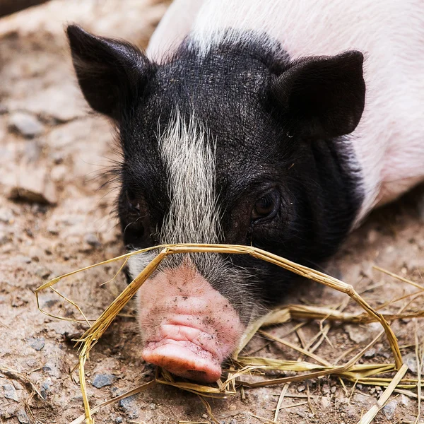 Pig sleep at pig breeding farm in nature