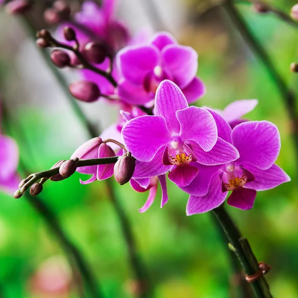 Bella orchidea viola sull'albero in natura — Foto Stock