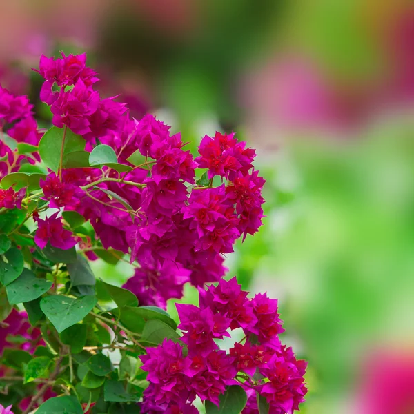 Color Bougainvillea flor de papel en la naturaleza —  Fotos de Stock