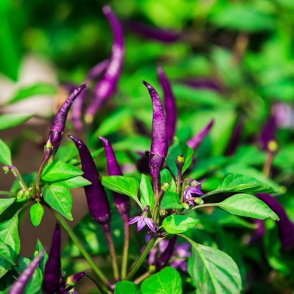 Violet hete chili pepers op de boom in de tuin. — Stockfoto