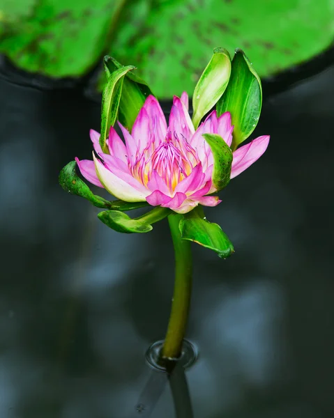 Красивый цветок лотоса и лист в пруду природы — стоковое фото