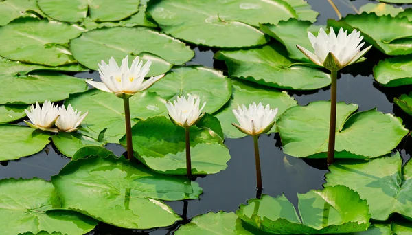 Mooie lotusbloem en blad in de natuur van de vijver — Stockfoto