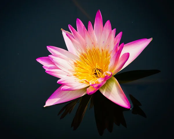 Όμορφο ροζ Lotus Flower απομονώνονται σε λευκό φόντο — Φωτογραφία Αρχείου