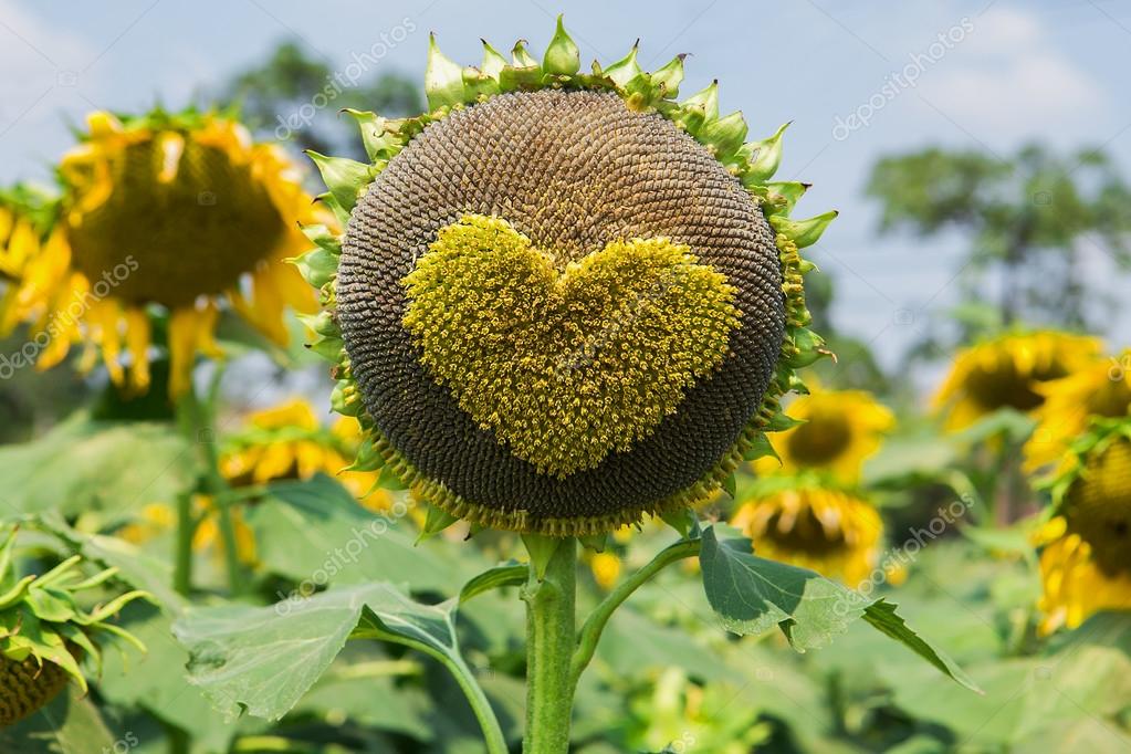depositphotos_119593148-stock-photo-bright-yellow-sunflowers-heart-shape.jpg