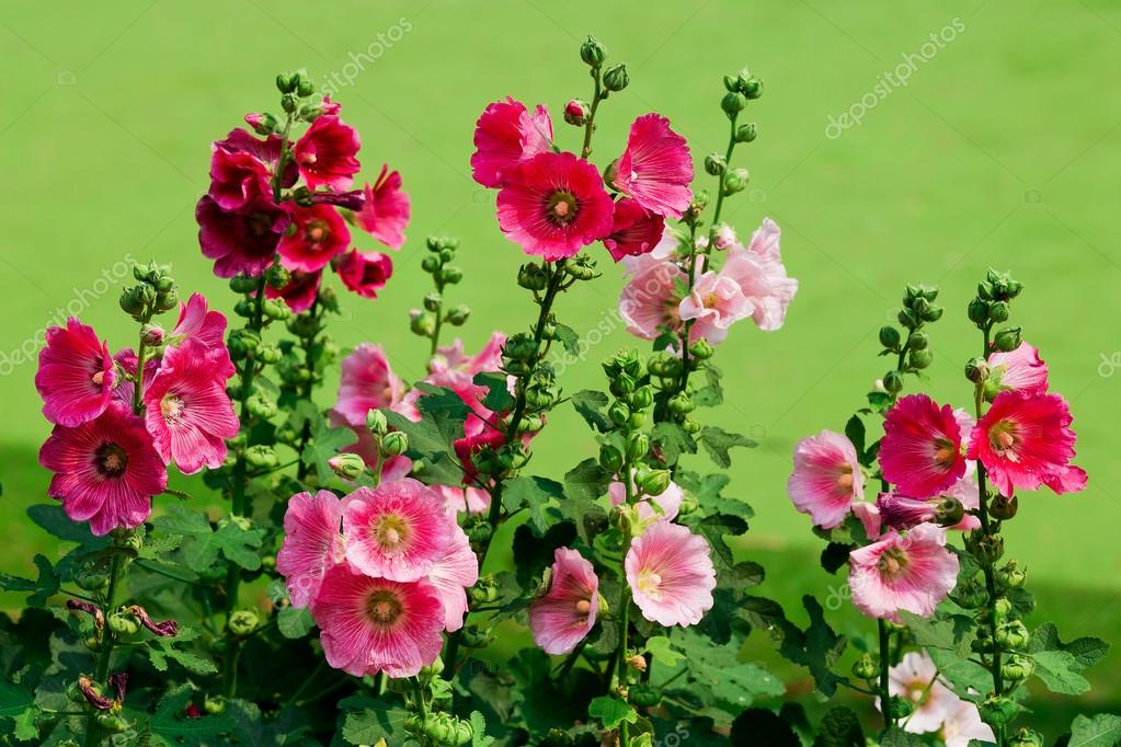 Imágenes: malva rosa flor | flor de malva Rosa está en el jardín — Foto