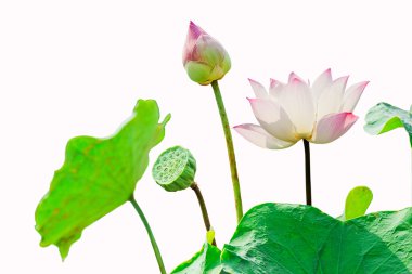 Pembe Lotus Çiçeği Beyaz Arkaplanda İzole Edildi