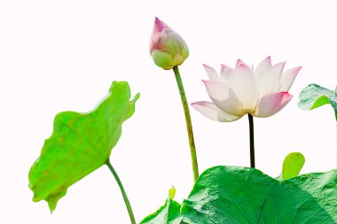 Pembe Lotus Çiçeği Beyaz Arkaplanda İzole Edildi