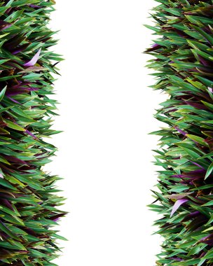 Taze yaprak beyaz arka plan için izole