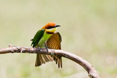 Güzel kuş kestane Arı yiyen bir dalda yöneldi..