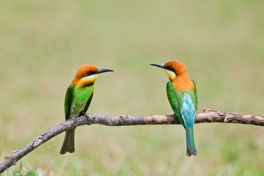 Güzel kuş kestane Arı yiyen bir dalda yöneldi. (Arı kuşu lleschenaulti)