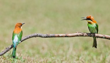 Güzel kuş kestane Arı yiyen bir dalda yöneldi. (Arı kuşu lleschenaulti)