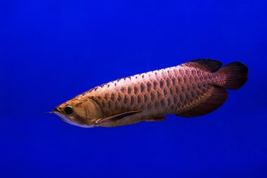 Asya Arowana balığı akvaryum mavi zemin üzerine