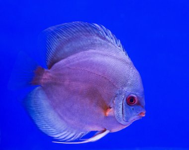 Yayın balığı - üzerinde mavi arka plan önünde izole Pseudoplatystoma fasciatum