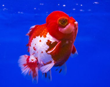 Goldfish üzerinde mavi arka plan izole bir cam kabin