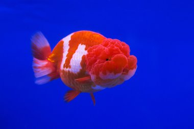 Goldfish üzerinde mavi arka plan izole bir cam kabin