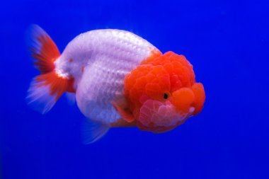 Goldfish üzerinde mavi arka plan izole bir cam kabin