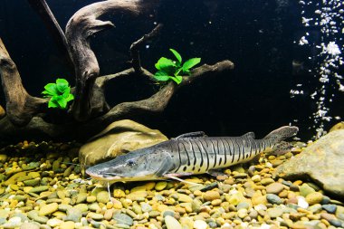 Yayın balığı - Pseudoplatystoma fasciatum önünde akvaryumda