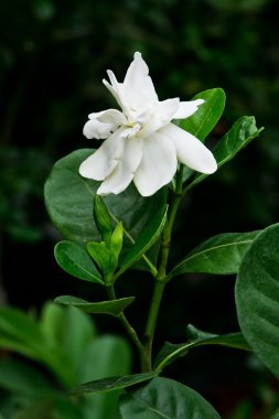 aster dumosus doğada mor çiçekler