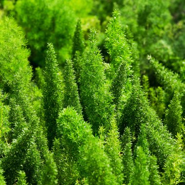 Arka plan için doğada güzel yeşil yaprakları