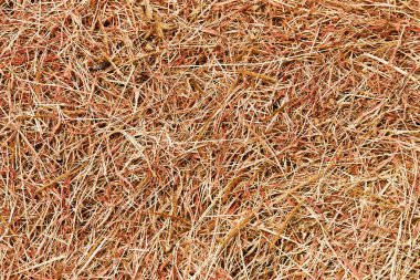 Arka plan ve doku için kahverengi kuru ot