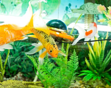 yeşil bitkiler ve taşlar ile akvaryum balığı