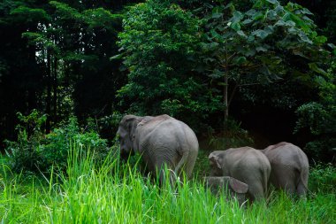 Khao Yai, orman doğa hayvanlarda Tayland filler