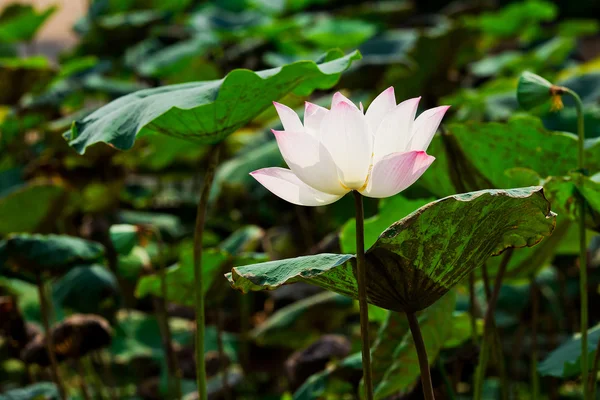 Bela flor de lótus e folha na natureza lagoa — Fotografia de Stock