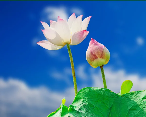 Flor de lótus rosa no fundo azul céu — Fotografia de Stock