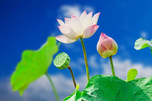 Flor de lótus rosa no fundo azul céu — Fotografia de Stock