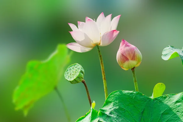 Flor de loto rosa sobre fondo verde de la naturaleza — Foto de Stock