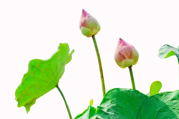 Flor de lótus rosa isolado em fundo branco — Fotografia de Stock