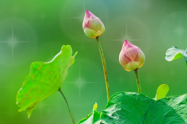 Flor de lótus rosa no fundo da natureza verde — Fotografia de Stock