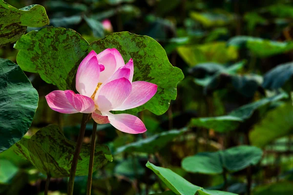 Růžový lotos flower na rybník přírodní pozadí — Stock fotografie