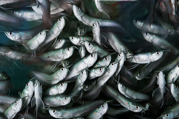 Bebê Arowana peixe na água na fazenda — Fotografia de Stock