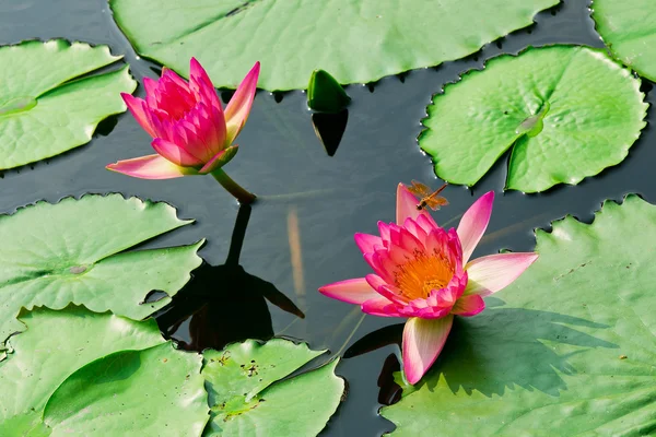 Mooie lotusbloem en blad in de natuur van de vijver — Stockfoto