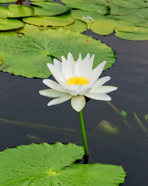 Belle fleur de lotus et de feuilles dans la nature de l'étang — Photo