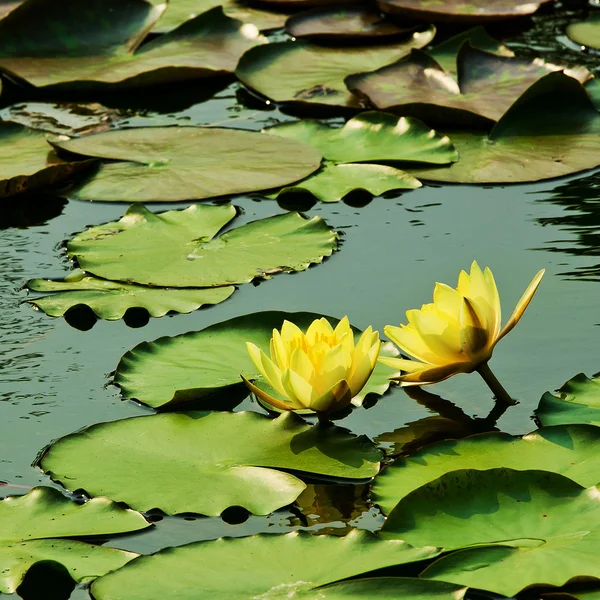 Hermosa flor de loto y hoja en la naturaleza del estanque —  Fotos de Stock